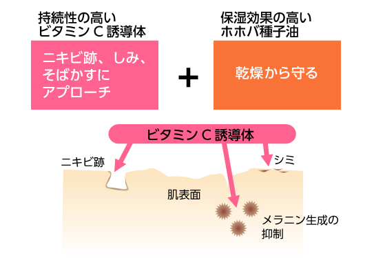 持続性の高いビタミンC誘導体+保湿性の高いホホバ種子油